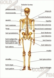 Plansze anatomiczne B/D PBI-FCSPM