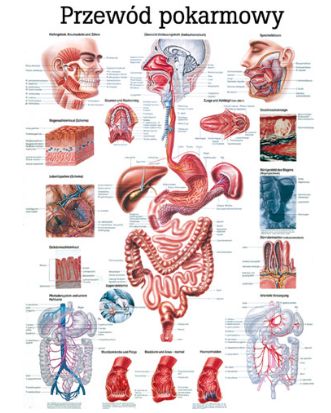 Plansze anatomiczne Rüdiger-Anatomie Przewód pokarmowy