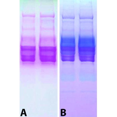 Barwniki do elektroforezy G Biosciences  Zestaw do barwienia glikoprotein