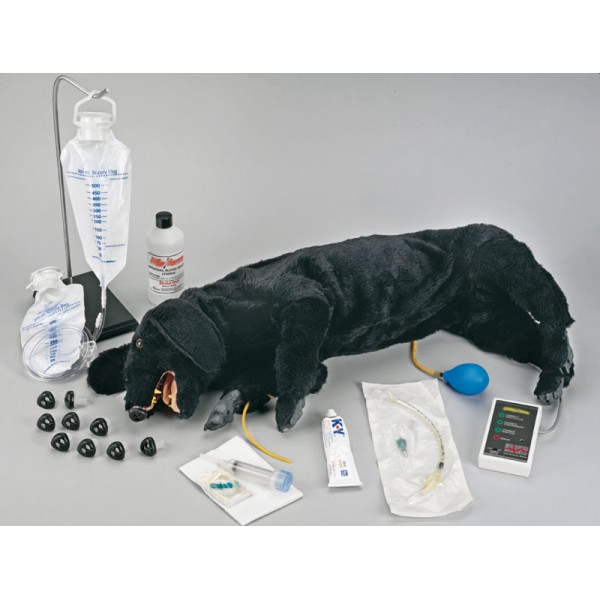 Fantomy szkoleniowe Nasco Fantom psa do RKO