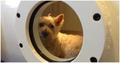 Komory hiperbaryczne HearMEC O2 Prime Pet OX-IX