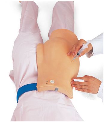 Modele zabiegowe Nasco Buttock Mate