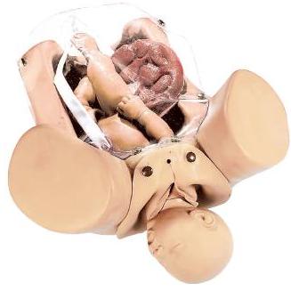 Modele zabiegowe Nasco Fantom porodowy