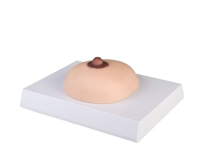 Modele zabiegowe 3B Scientific L281