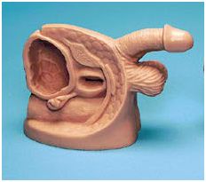 Modele zabiegowe Nasco LF01150U męski