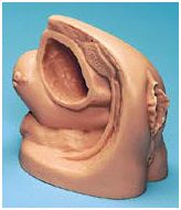 Modele zabiegowe Nasco LF01151U żeński