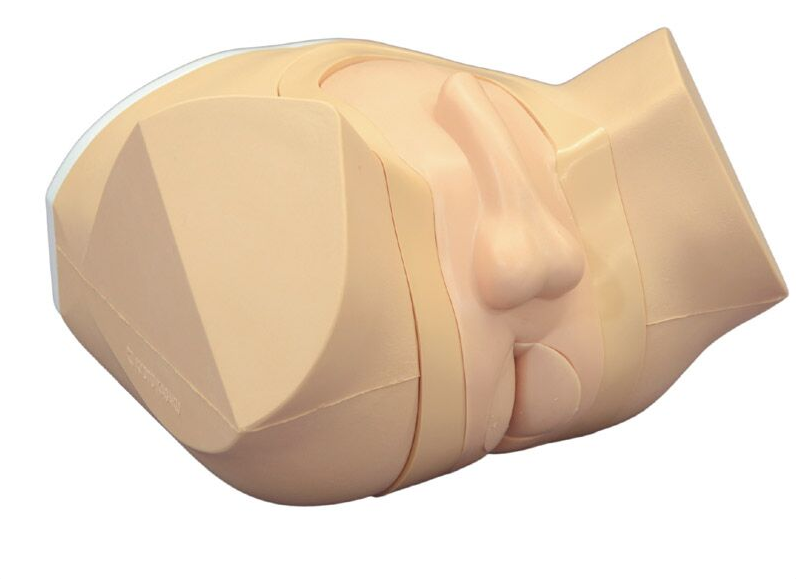 Modele zabiegowe 3B Scientific R16016