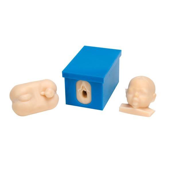 Modele zabiegowe 3B Scientific W43045