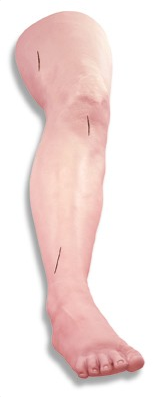 Modele zabiegowe 3B Scientific W44230