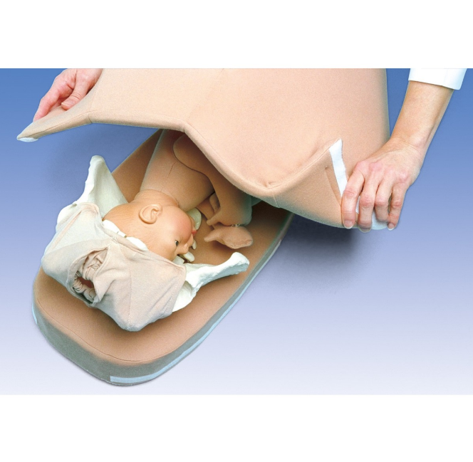 Organy i narządy 3B Scientific 1005567