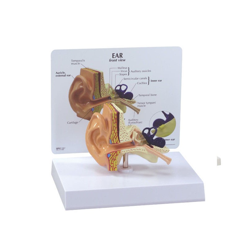 Organy i narządy 3B Scientific 1019526