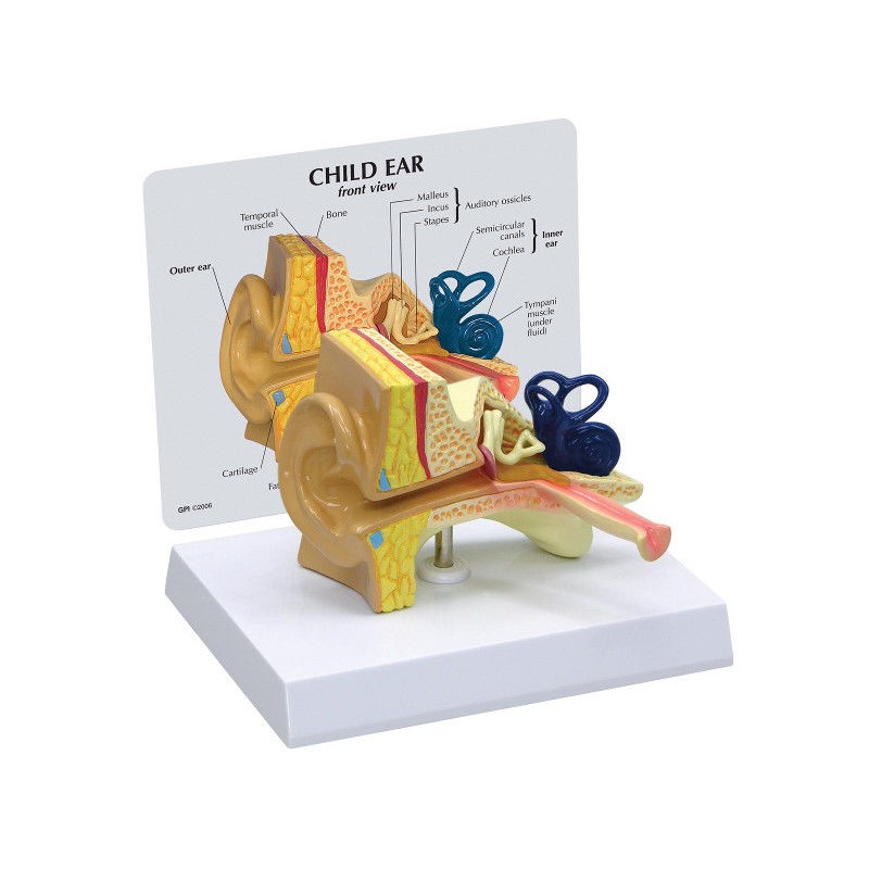 Organy i narządy 3B Scientific 1019528