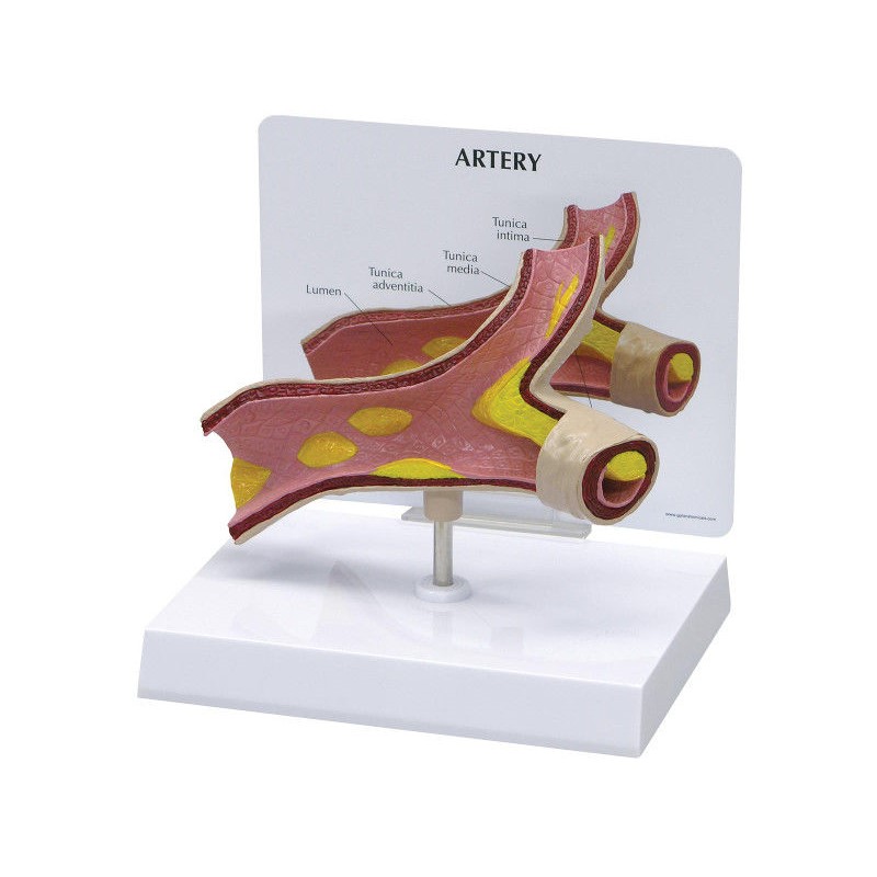 Organy i narządy 3B Scientific 1019531