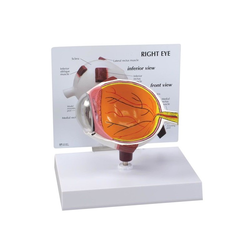 Organy i narządy 3B Scientific 1019533