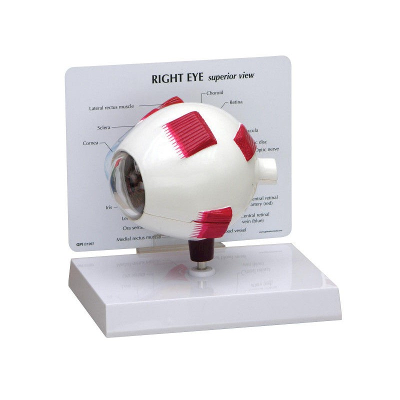 Organy i narządy 3B Scientific 1019534