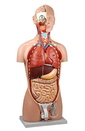 Organy i narządy ALTAY SCIENTIFIC 6000.00