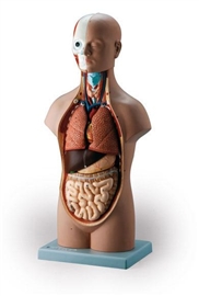 Organy i narządy ALTAY SCIENTIFIC 6000.03