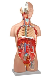 Organy i narządy ALTAY SCIENTIFIC 6000.50