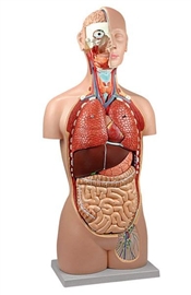 Organy i narządy ALTAY SCIENTIFIC 6000.52
