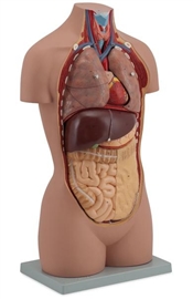 Organy i narządy ALTAY SCIENTIFIC 6000.62