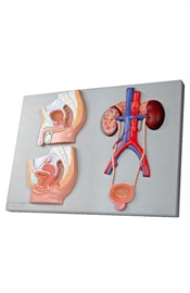 Organy i narządy ALTAY SCIENTIFIC 6140.01