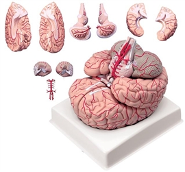 Organy i narządy ALTAY SCIENTIFIC 6160.14