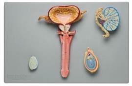 Organy i narządy ALTAY SCIENTIFIC 6180.10