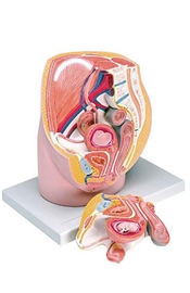 Organy i narządy ALTAY SCIENTIFIC 6180.11