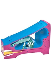 Organy i narządy ALTAY SCIENTIFIC 6220.05