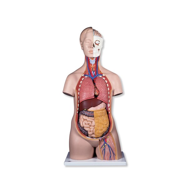 Organy i narządy 3B Scientific B09