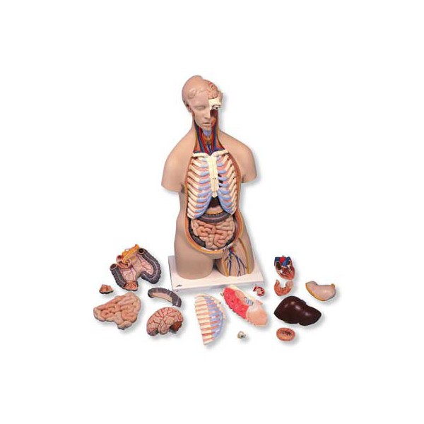 Organy i narządy 3B Scientific B11