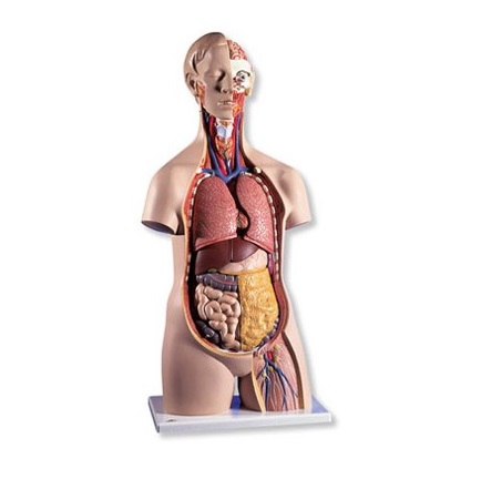 Organy i narządy 3B Scientific B13