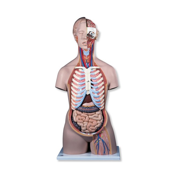 Organy i narządy 3B Scientific B17
