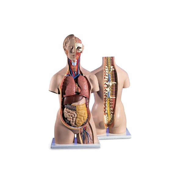 Organy i narządy 3B Scientific B19