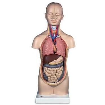 Organy i narządy 3B Scientific B22