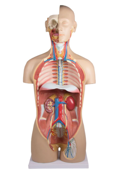 Organy i narządy 3B Scientific B235