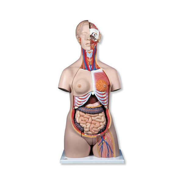 Organy i narządy 3B Scientific B30