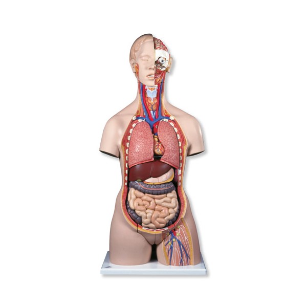 Organy i narządy 3B Scientific B35