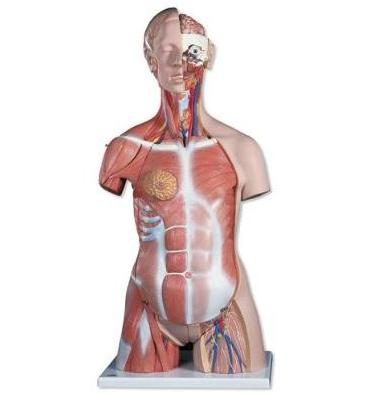 Organy i narządy 3B Scientific B40