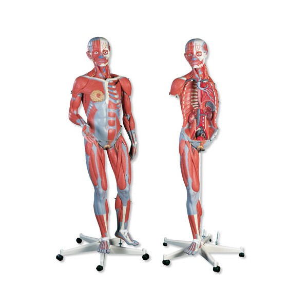 Organy i narządy 3B Scientific B50