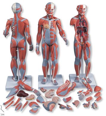 Organy i narządy 3B Scientific B55