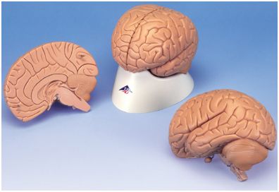 Organy i narządy 3B Scientific C15/1