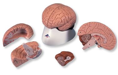 Organy i narządy 3B Scientific C16