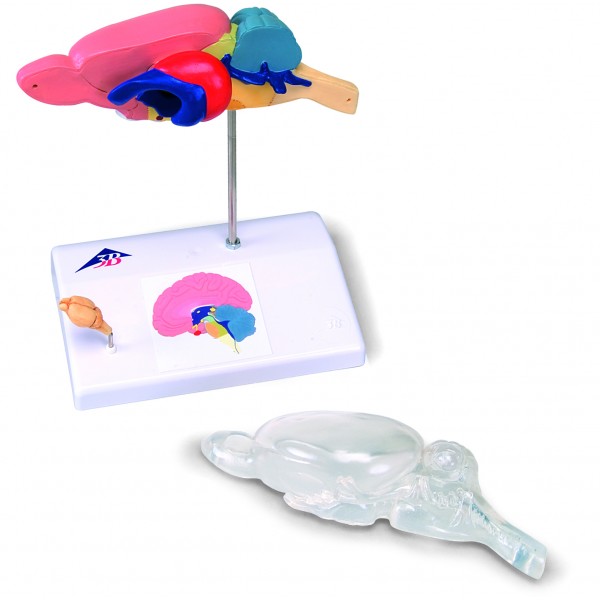 Organy i narządy 3B Scientific C29