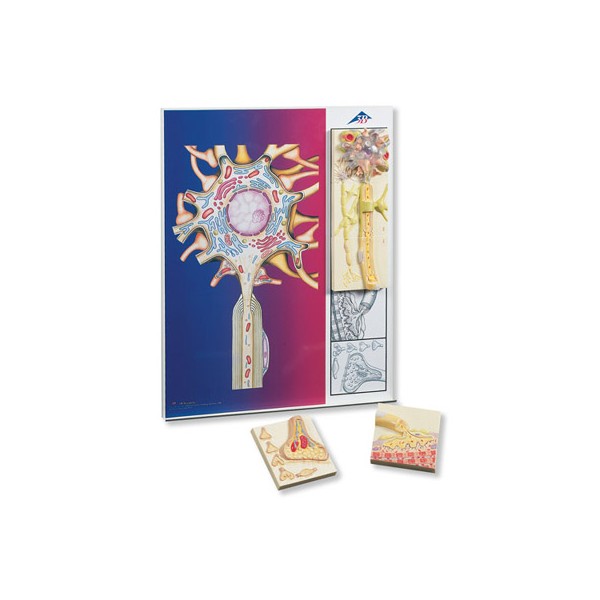 Organy i narządy 3B Scientific C40