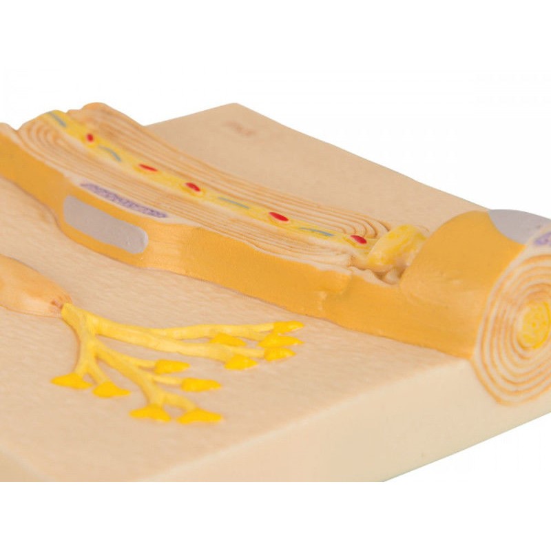 Organy i narządy 3B Scientific C40/3