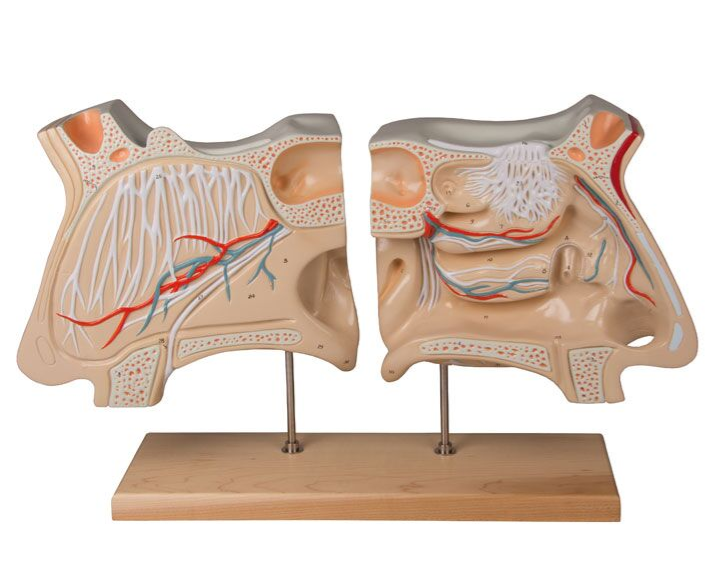 Organy i narządy 3B Scientific C70