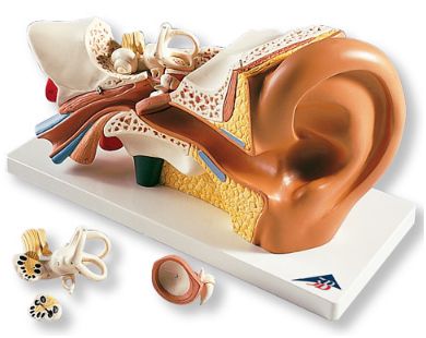 Organy i narządy 3B Scientific E10