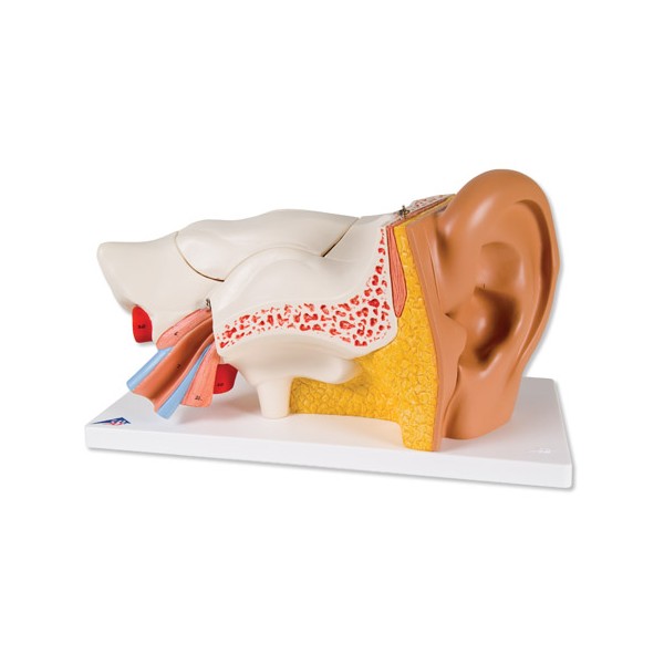 Organy i narządy 3B Scientific E11