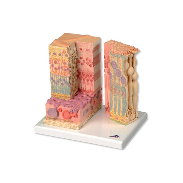 Organy i narządy 3B Scientific F16